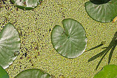 《最终幻想16》所有战斗集锦 动作来自《鬼泣5》设计师